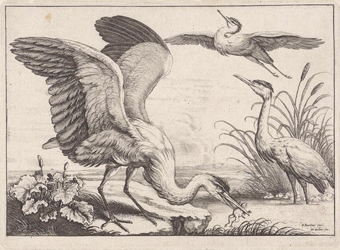 Drie reigers, Wenceslaus Hollar, 1654 - 1662 Canvas Print