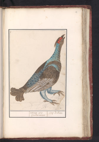 Capercaillie (Tetrao urogallus), Anselm Boetius de Boodt, 1596 - 1610 Canvas Print