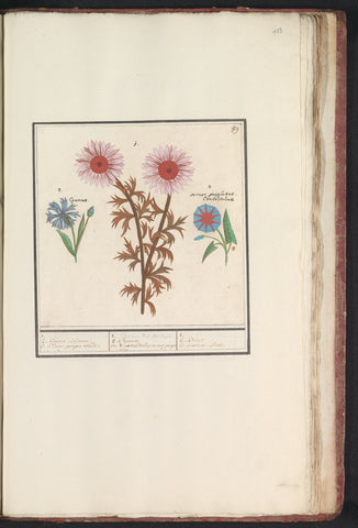 Unknown flower, cornflower (Centaurea cyanus) and bindweed (Convolvulaceae), Anselm Boëtius de Boodt, 1596 - 1610 Canvas Print