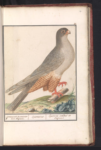 Red-footed Falcon, Anselm Boetius de Boodt, 1596 - 1610 Canvas Print