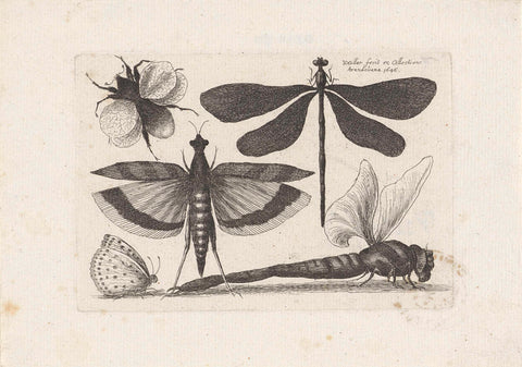 Dragonflies, butterfly and bumblebee, Wenceslaus Hollar, 1646 Canvas Print