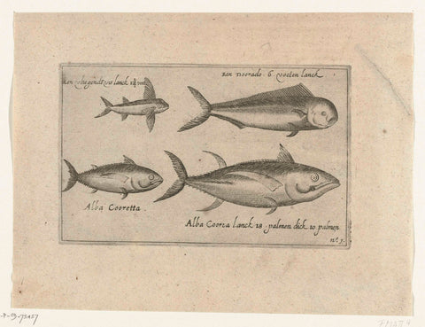 Different species of fish, 1607, Adriaen Matham (attributed to), 1646 Canvas Print