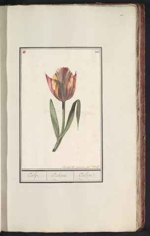 Tulipa, Louis De Graeve, 1790 - 1814 Canvas Print