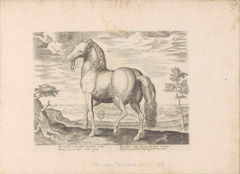 Horse from Sardinia, anonymous, 1624 - before 1648 Canvas Print