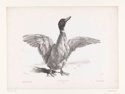 Study of a duck with spread wings, Jules Joseph Augustin Laurens, 1865 - 1878 Canvas Print