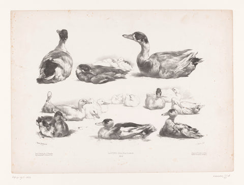 Studies of groups of reclining ducks, Jules Joseph Augustin Laurens, 1865 - 1878 Canvas Print