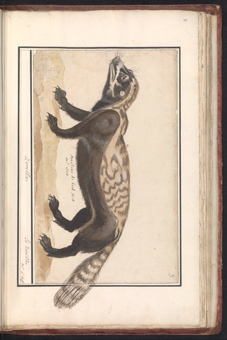 Spotted polecat (Vormela peregusna), Anselm Boëtius de Boodt, 1600 Canvas Print