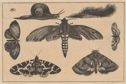 Drie motten, vlinders, tor, slak en rups, Wenceslaus Hollar, 1644 - 1652 Canvas Print