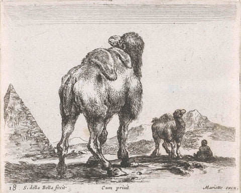 Camels, Stefano della Bella, 1620-1664 Canvas Print