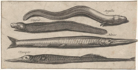 Geep, sea needle, eel and an eel, Pierre Firens, 1600 - 1638 Canvas Print