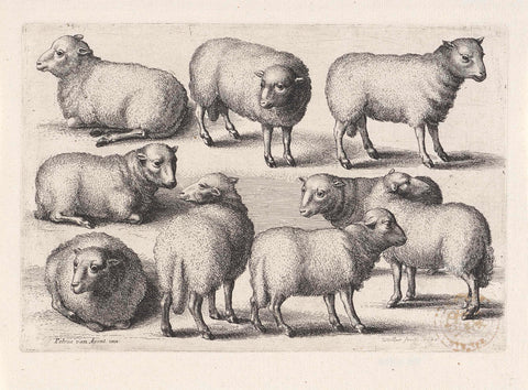 Nine sheep, Wenceslaus Hollar, 1646 Canvas Print