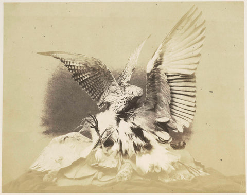 Hawk and a heron set up by John Hancock exhibited at the Great Exhibition of the Works of Industry of All Nations of 1851 in London, Hugh Owen, 1851 Canvas Print