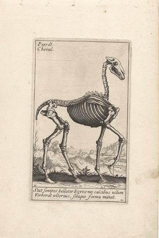 Skeleton of a horse, Andries Jacobsz. Stock, 1626 Canvas Print