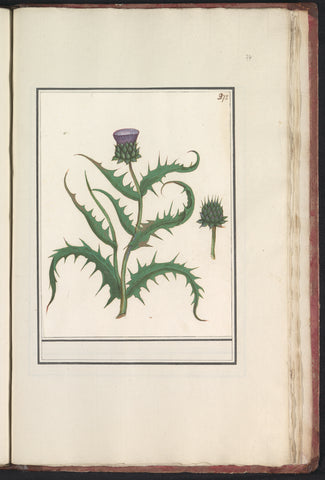 Artichoke (Cynara scolymus), Anselm Boëtius de Boodt, 1596 - 1610 Canvas Print