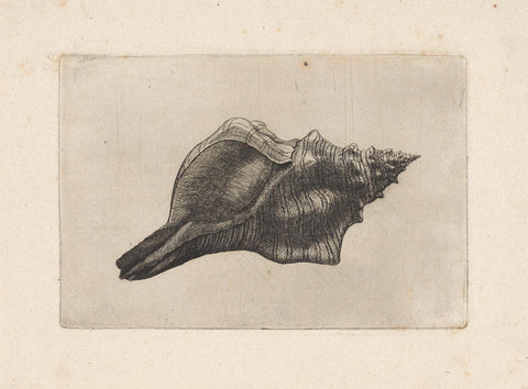 Shell, pleuroploca trapezoid, Wenceslaus Hollar, 1644 - 1652 Canvas Print