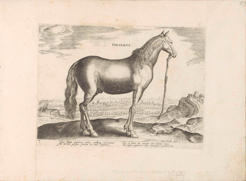 Horse from Thessaly, anonymous, 1624 - before 1648 Canvas Print