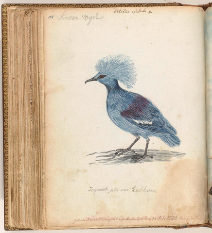 Crowned Pigeon, Jan Brandes, 1786 Canvas Print