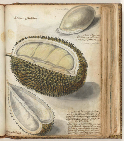 Durian, Jan Brandes, 1784 Canvas Print