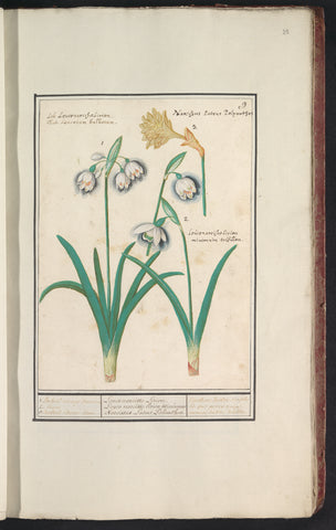 Snowdrops (Galanthus) and a daffodil (Narcissus), Anselm Boetius de Boodt, 1596 - 1610 Canvas Print