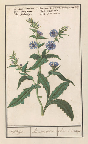 Wild chicory (Cichorium intybus), Anselm Boëtius de Boodt, 1596 - 1610 Canvas Print