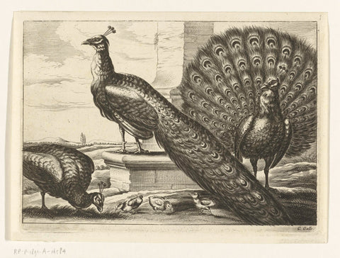 Peacocks, Peter van Liesebetten, 1654 - 1678 Canvas Print