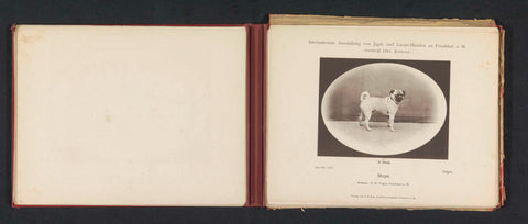 Pug Negro who won a second prize at the International Ausstellung von Jagd und Luxus Hunden in 1891, anonymous, 1891 Canvas Print