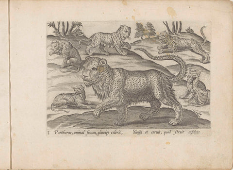Six panthers, anonymous, 1581 - 1600 Canvas Print