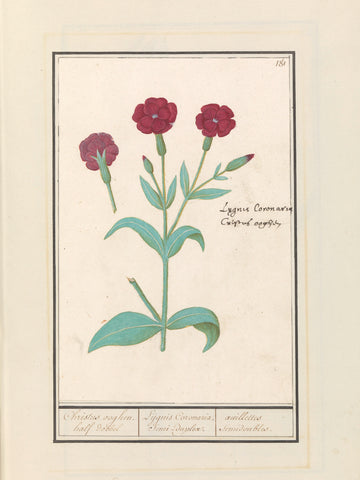 Cuckoo flower (Lychnis) or Prikneus (Lychnis coronaria), Anselm Boëtius de Boodt, 1596 - 1610 Canvas Print