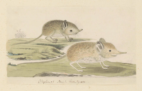 Macroscelides proboscideus (Round-eared elephant shrew), Robert Jacob Gordon, 1779 - 1780 Canvas Print