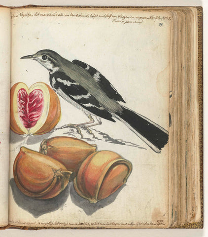 Wagtail with Fruit, Jan Brandes, 1785 Canvas Print