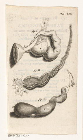 Anatomische afbeelding van verschillende vrouwelijke geslachtsdelen, Hendrik Bary, 1672 Canvas Print