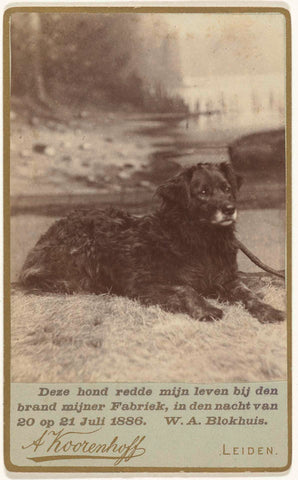 Portrait of a dog that saved the life of W.A. Blokhuis in the fire in his factory in the night of 20-21 July 1886, Abraham Koorenhoff, 1888 Canvas Print