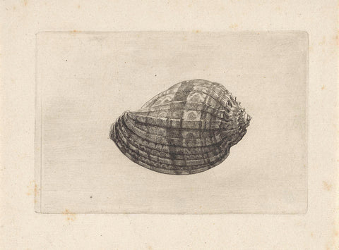 Shell, harpa major, Wenceslaus Hollar, 1644 - 1652 Canvas Print