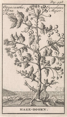 Hawthorn, Caspar Luyken, 1698 Canvas Print