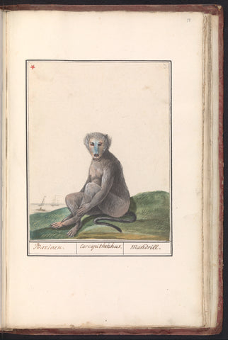 Mandril (Mandril sphinx), anonymous, 1790 - 1814 Canvas Print