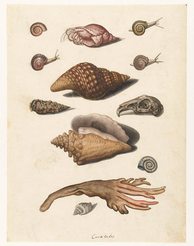 Shellfish, seaweed, snails and rabbit skull, anonymous, 1560 - 1585 Canvas Print