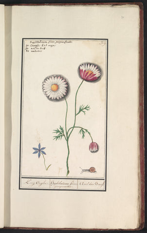 Margriet (Leucanthemum), Anselm Boëtius de Boodt, 1596 - 1610 Canvas Print