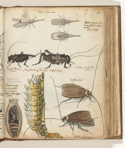 Insects, Jan Brandes, 1783 Canvas Print