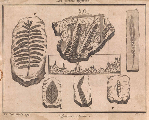 Fossils, Pieter Yver, 1722 - 1782 Canvas Print