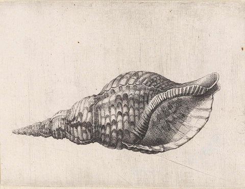 Shell, charonia tritonis, Wenceslaus Hollar, 1644 - 1652 Canvas Print