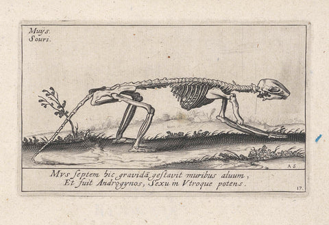 Skeleton of a mouse, Andries Jacobsz. Stock, 1625 - 1626 Canvas Print