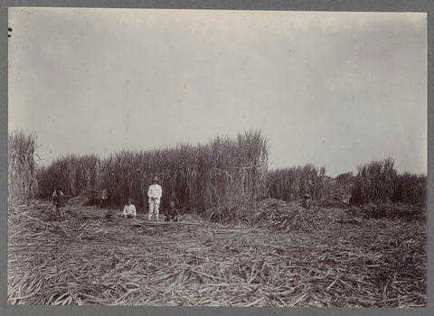 Superintendent in field at harvest, anonymous, c. 1900 - 1919 Canvas Print