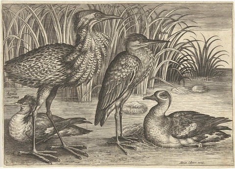 Four wading birds along a bank, Adriaen Collaert, 1598 - 1602 Canvas Print