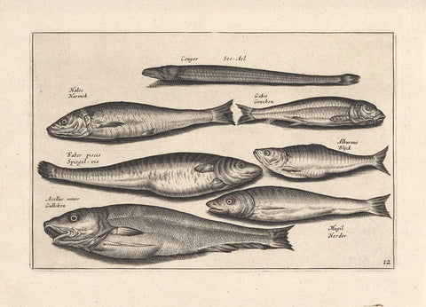 Seven fish, anonymous, 1634 Canvas Print