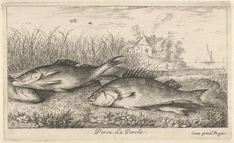 Four bass on a riverbank, Albert Flamen, 1664 Canvas Print