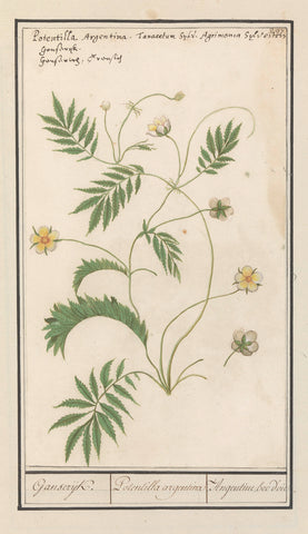 Ganzerik (Potentilla), Anselm Boëtius de Boodt, 1596 - 1610 Canvas Print