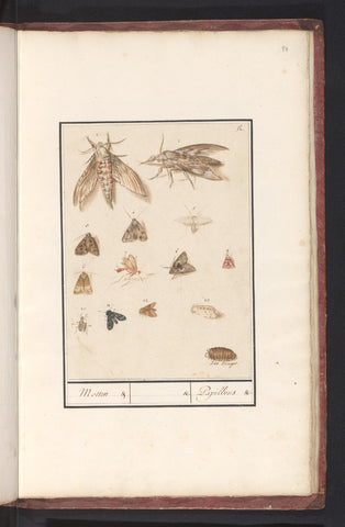 Moths and moths, Anselm Boëtius de Boodt, 1596 - 1610 Canvas Print