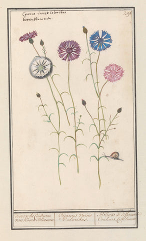 Cornflower (Centaurea cyanus), Anselm Boëtius de Boodt, 1596 - 1610 Canvas Print