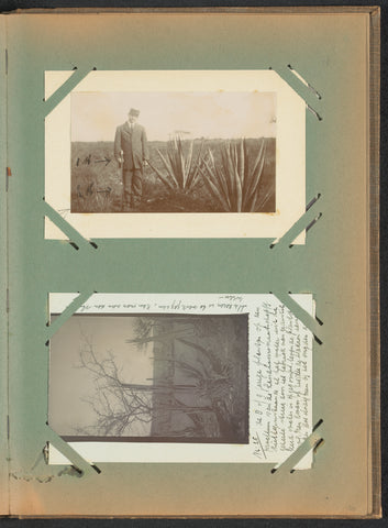 Man standing next to sisal plants, anonymous, c. 1912 - c. 1913 Canvas Print