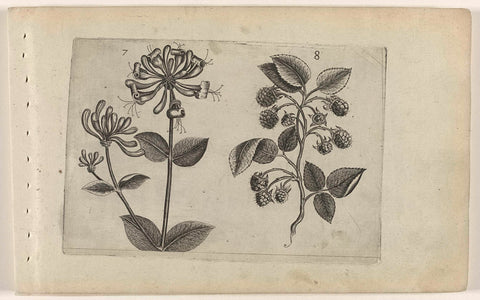 Honeysuckle and raspberry, Crispijn van de Passe (I) (attributed to), 1600 - 1604 Canvas Print